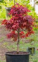 Acer Tree Japanese Maple Red 3L Pot 60cm H Delivered to your door