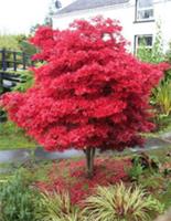 Acer Tree Skeeters Broom NEW Japanese Maple Red 3L Pot 60cm Plants to your door