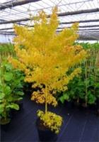 Acer Palmatum BI-HOO Japanese Maple Yellow Tree Rare Large Hardy - Free Postage