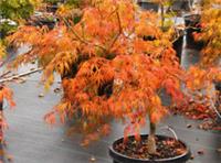 Acer Tree Orange Lace New Variety Rare Japanese Maple 3L Pot Plants to your door