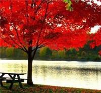 - Unbranded / Generic - 