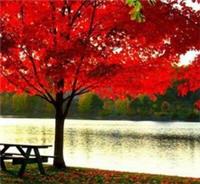 ACER RUBRUM - RED MAPLE, 10 seeds + FREE