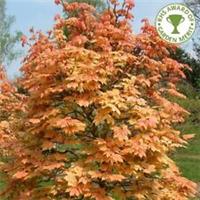 Acer Pseudoplatanus Brilliantissimum Japanese Maple - 4Lt Pot Large Hardy Trees