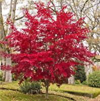 Acer Palmatum Bloodgood Japanese Red - Full Winter Hardy Maple Tree XXL 3Lt Pot