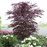 Acer Palmatum Black Lace Japanese Maple - Dark Purple Full Hardy Tree 3Ltr Pot