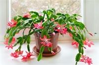 Christmas Cactus - Schlumbergera House Plant Large Winter Flowering Gift