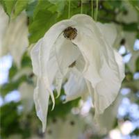 Handkerchief Tree Davidia Involucrata - Large Tall 5Lt Pot Full SOLD OUT!!!!
