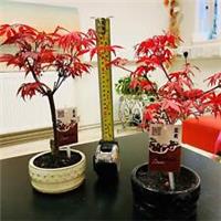 Japanese Maple palmatum Atropurpureum Acer House Plant Hardy Outdoor Garden Tree