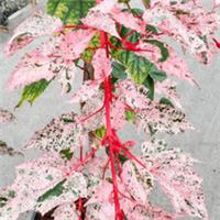 Acer Palmatum Flamingo Pink Stems Japanese Maple - Hardy Tree 3L Pot Large