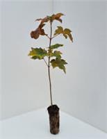 3 Norway Maple - Acer Platanoides - 20cm tall trees