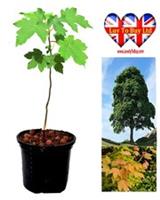 Sycamore Tree (Acer pseudoplatanus) Healthy Young Tree  3060cm Stem
