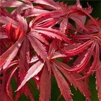Acer Palmatum Jerre Schwartz Japanese Maple - 3Lt Pot Large Compact Hardy Tree