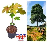 Sycamore Tree (Acer pseudoplatanus) Healthy Young Tree  2030cm Stem