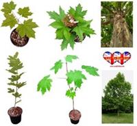 Maple Tree,Norway Maple,Field Maple,Plane Tree,3070cm,Dispatched at Random