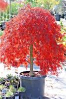 Acer Palmatum Crimson Queen Red Japanese Maple - XXL 3Lt Pot Large Hardy Tree