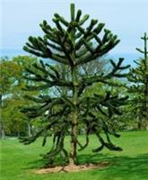 Monkey Puzzle Tree - Araucaria XL 8Ltr Pot Rare Evergreen Living Fossil UK Hardy