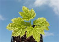 Acer sterculiaceum Himalayan maple, orange autumn colour, ideal for small garden