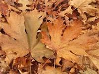 ACER MACROPHYLLUM, Big Leaf Maple, rare tree, 8-10cm