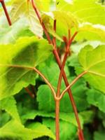 ACER CAPILLIPES, Red Snake Bark Maple, white striped bark, 10-20cm tall plant