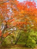 ACER MONSPESSULANUM, small leaved Montpellier Maple, drought tolerant, 10-15cm