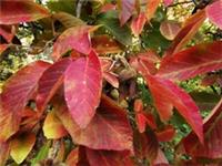 Nikko Maple, ACER MAXIMOWICZIANUM, Spectacular Autumn colours, 15-20cm tall