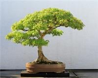 Japanese Small Leaf Maple - Acer palmatum Bonsai - Fresh Viable Seeds UK Seller