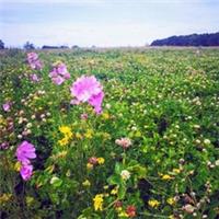 1 Kg WILD FLOWER MEADOW SEEDS Wild Scented Bee Mixed Meadow Mix A1 UK colorful