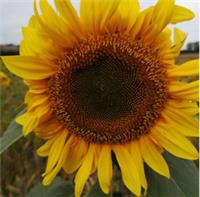 SUNFLOWER GIANT Giant Striped Sunflower Seed FINEST 6-12 feet SEEDS Uk tall
