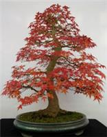 20 Japanese Red Maple Tree Seeds, Bonsai Rare Home Garden Maple Tree Seed UK