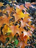 Painted Maple, ACER MONO, spectacular autumn colours, decorative, 8-10cm tall