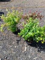 Acer Palmatum Mix Bowl P23 55cm Pink Red Green Orange Acer Tree Patio Healthy