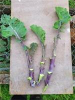 Taunton Deane Perennial Kale - 3 Fresh Healthy Unrooted Cuttings, 1st Class Post