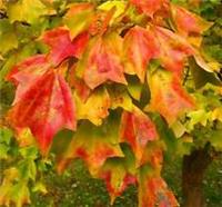 Acer buergerianum -