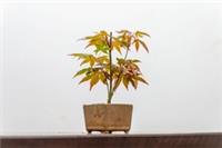 Bonsai Starter Bundle - Japanese Maple