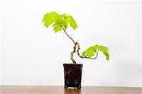 Field Maple Starter Bonsai in 5cm Brown Pot ZT1203