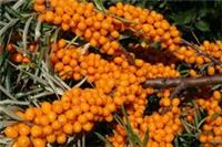 1 x Sea Buckthorn Blakeney Gold (Hippophae rhamnoides) Root Trainer Plug Plant