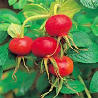 1 x Apple Rose (Rosa rugosa) Root Trainer Plug Plant - Organic
