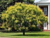 1x Golden Rain Tree (Koelreuteria paniculata) 2l Pot Plant - Organic