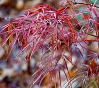 Acer palmatum cv 'Koto-no-ito' - Japanese maple | Smooth Japanese maple