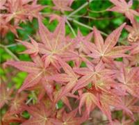 Acer palmatum 'corallinum' GRAFTED - Japanese maple | Smooth Japanese maple
