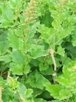 1 x Good King Henry (Blitum bonus-henricus) Root Trainer Plug Plant - Organic