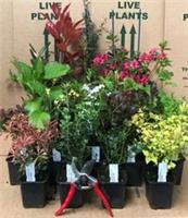 5X MIXED ESTABLISHED GARDEN SHRUBS HIGH QUALITY POTTED & HARDY By Direct Plants