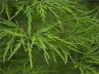 Acer palmatum dissectum in 2L pot ideal bonsai subject maple