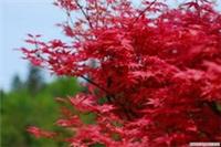 Acer palmatum Beni Maiko in 9cm pot ideal bonsai subject similar to Shindeshojo