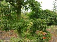 Acer palmatum 'Shishigashira' in 6L pot ideal bonsai subject Lion's Mane Maple