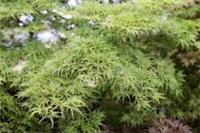 Acer palmatum Seiryu in 10cm pot ideal bonsai subject maple