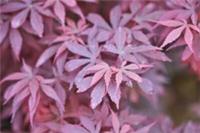 Acer palmatum Skeeters Broom in 3L pot ideal bonsai subject maple