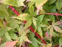 Acer Senkaki in 5L pot 50-60cm tall maple