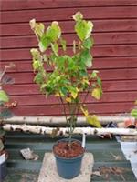 Acer Davidii in 3L pot ideal bonsai subject Snake bark Maple