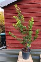 Acer palmatum Aoyagi in 3L pot ideal bonsai subject maple